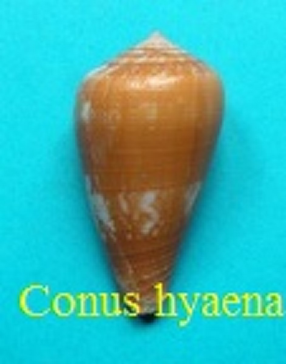 Conus hyaena, Hwass in Bruguière 1792